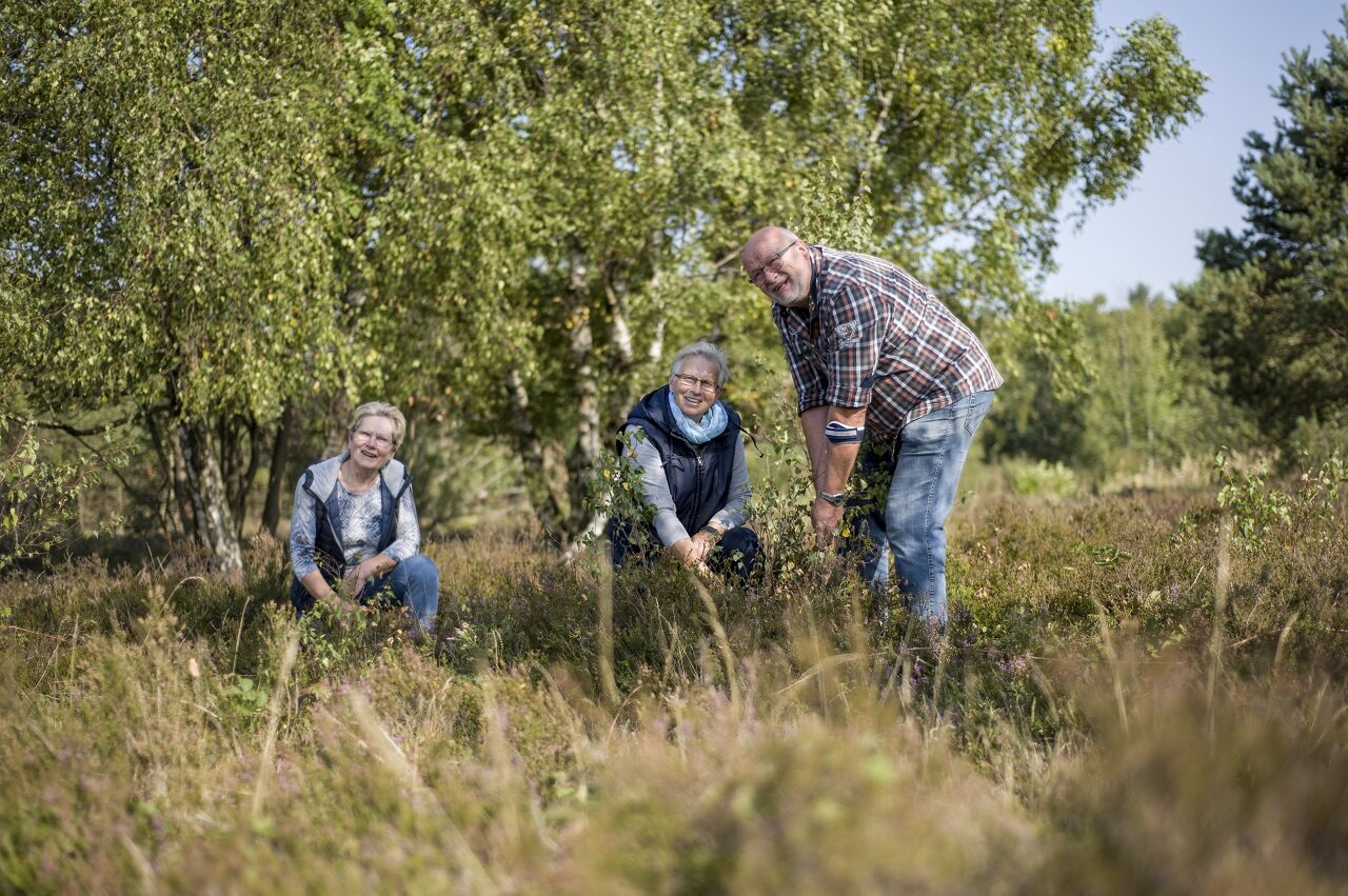 Die Heideeflächen werden von Ehrenamtlichen von jungen Birken und Kiefern befreit. Diese Tätigkeit nennt man entkusseln.
