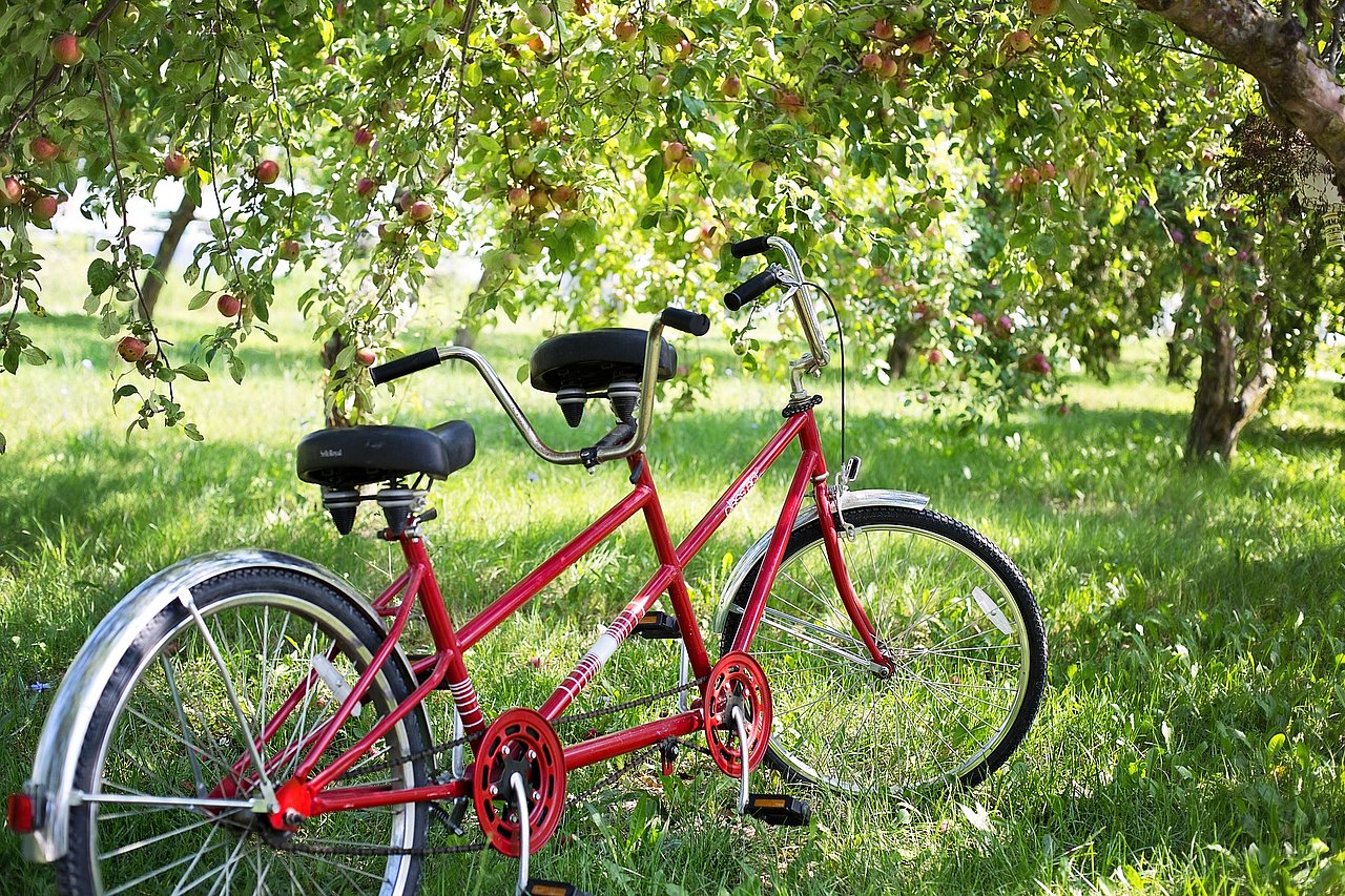 Das Bild zeigt ein rotes Fahrradtandem unter einem Apfelbaum