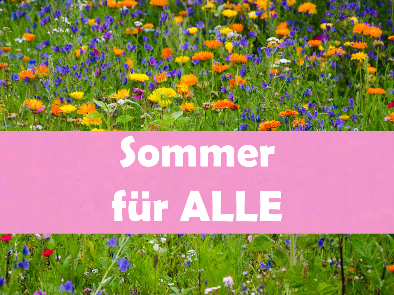 Das Bild zeigt den Schriftzug "Sommer für alle" vor einer bunten Sommerblumenwiese