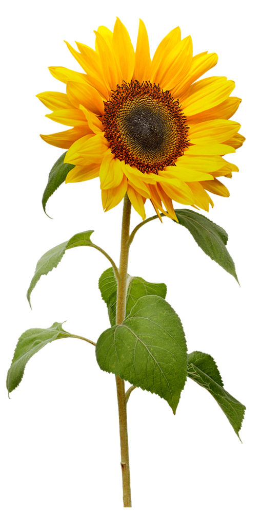 Zu sehen ist eine Sonnenblume